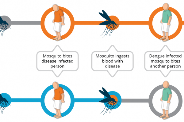 Mosquito-borne Disease Transmission